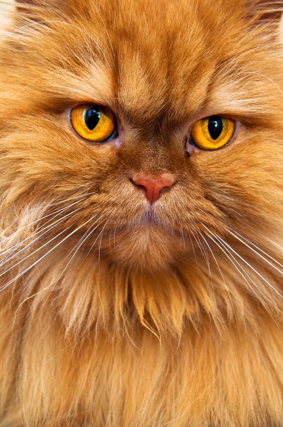 Orange persian cat photo breed