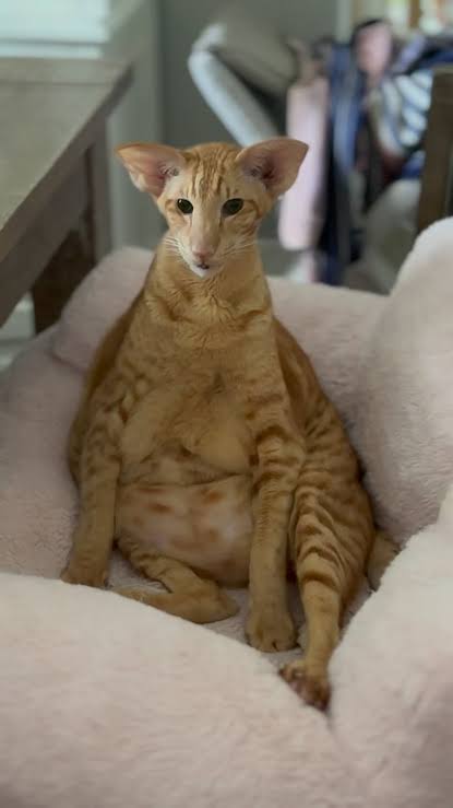 Oriental shorthair cat breed ginger