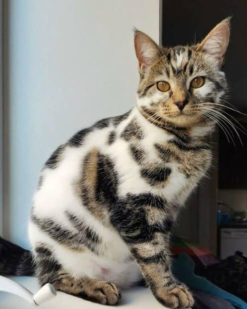 Picture of a marbled tabby cat