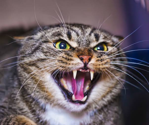 Picture of an aggressive cat