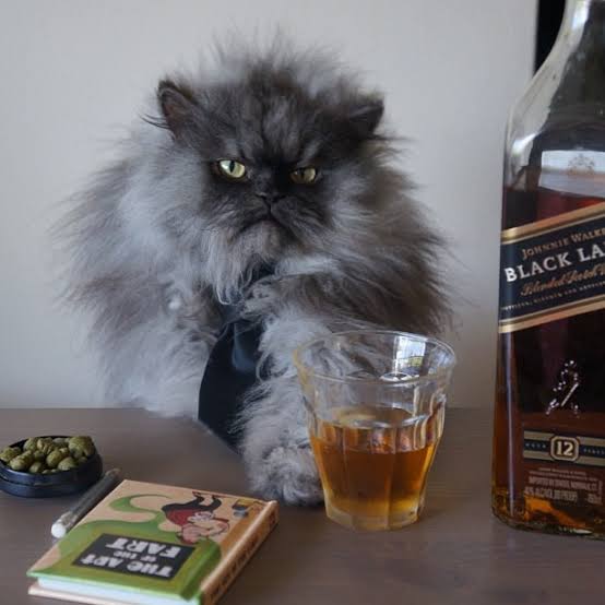 Picture of colonel meow