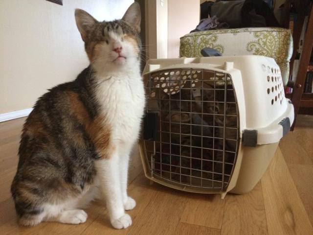 Picture of honey bee cat