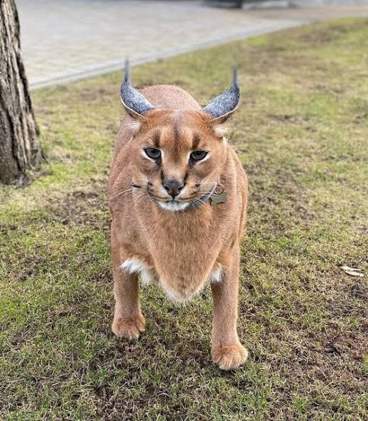 Pumba cat caracal photo