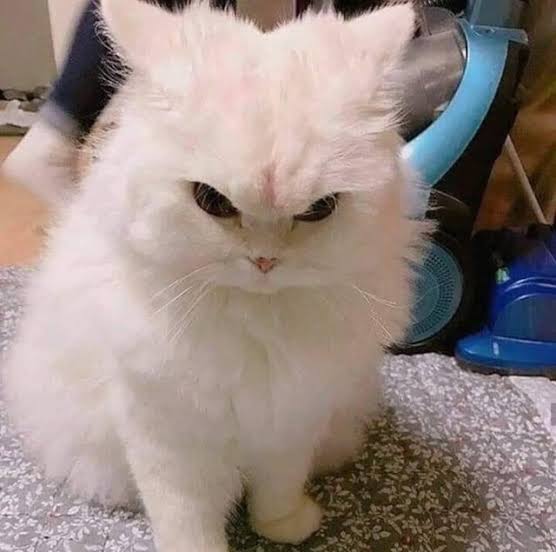Really irritated white cat expression