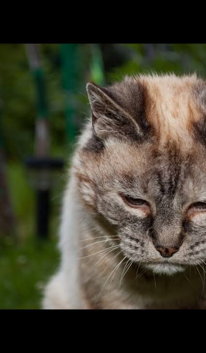 Really sad looking cat image