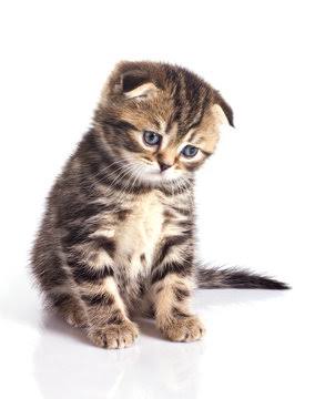 Sad cat cute picture