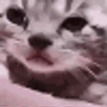 Sad cat meme gif animated