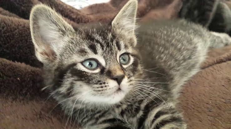 Siamese tabby mix cat cross picture