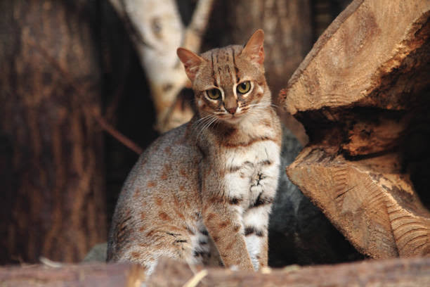 The rusty spotted cat worlds smallest feline