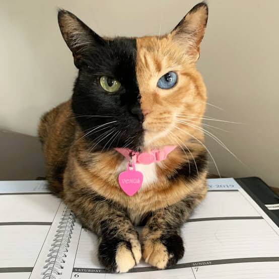 Venus the two faced cat half colour