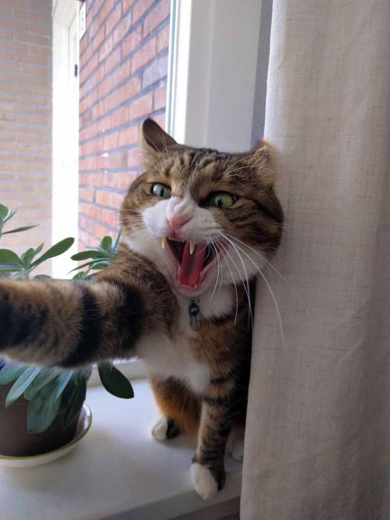 Very angry cat teeth picture