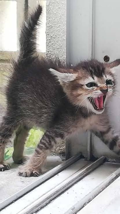 Very angry kitten pictures