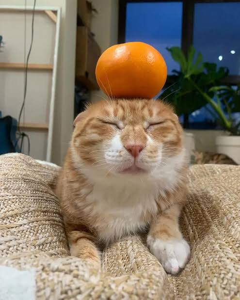 Very cute orange cat with fruit on its head