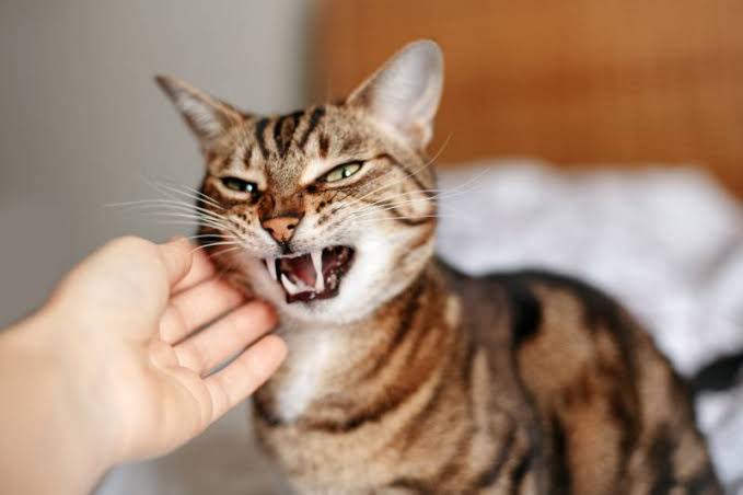 What to do with aggressive cats