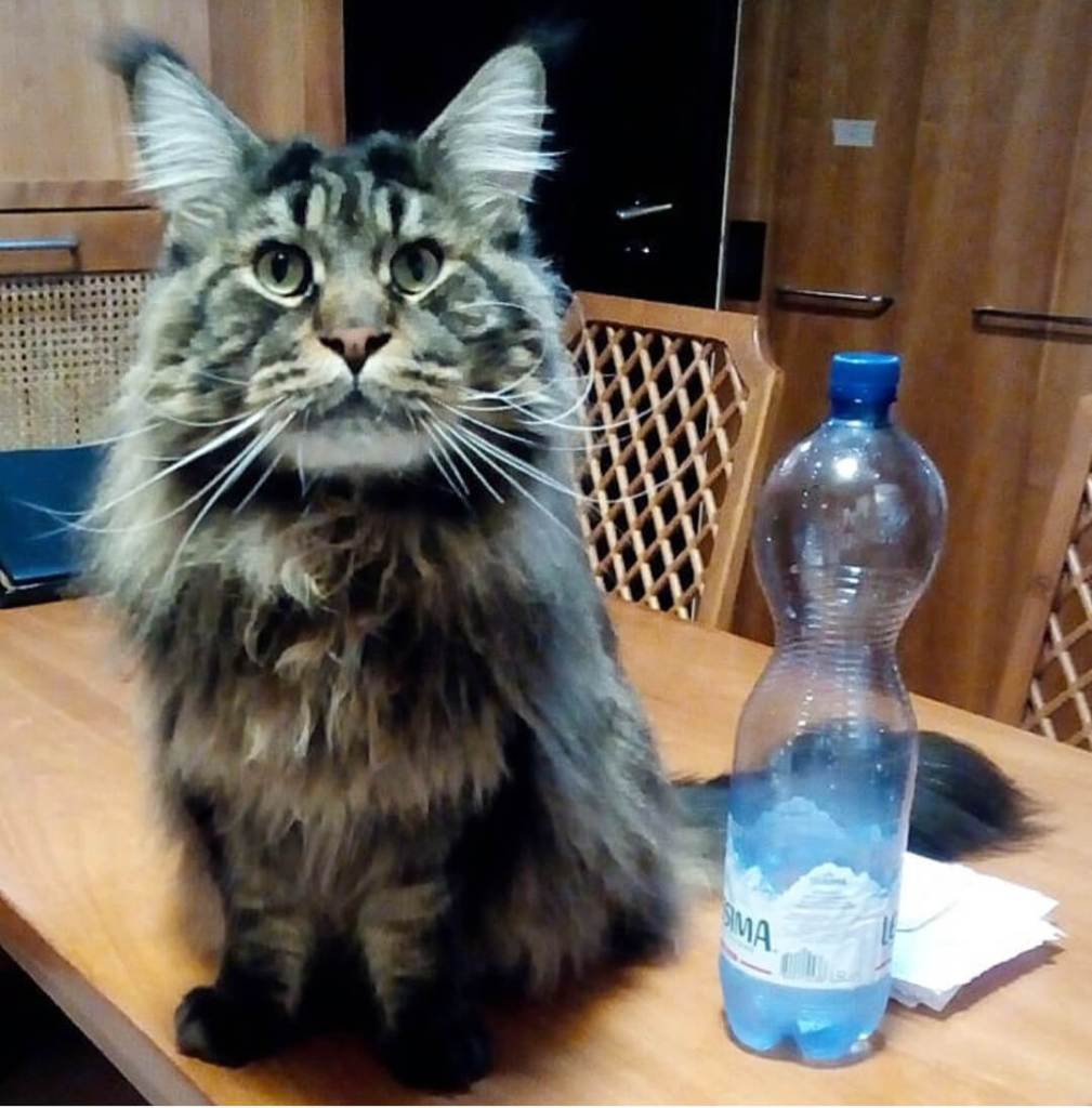 World record barivel the biggest domestic cat in the world