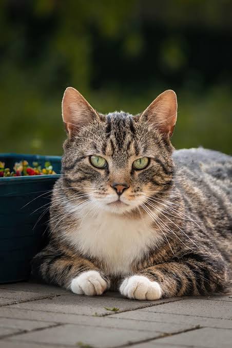 A picture of european shorthair cat