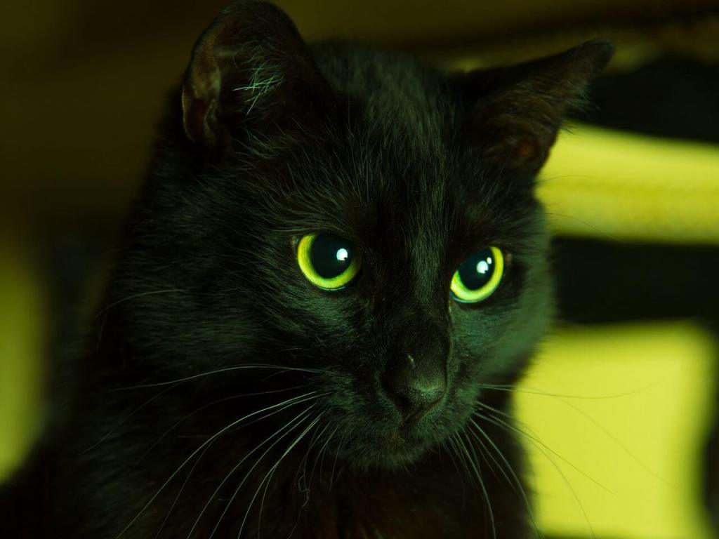 Beautuful black cat with green eyes
