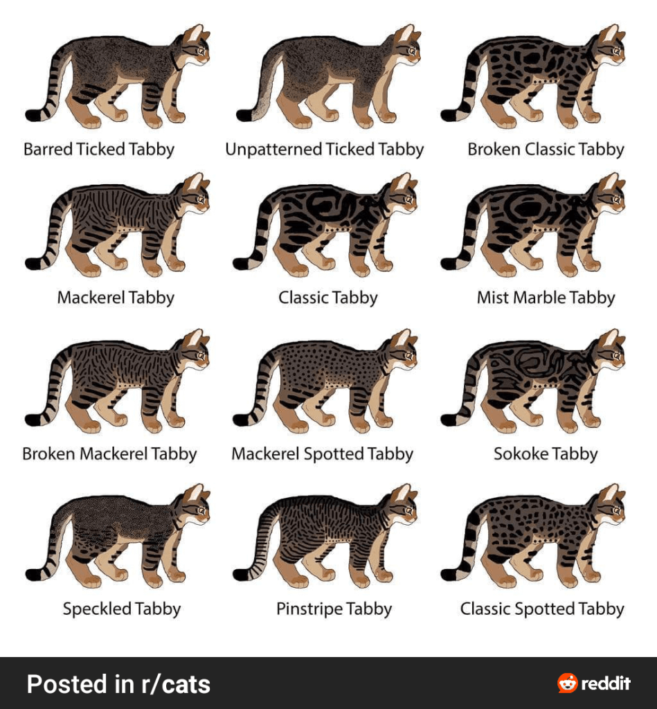 Cat tabby patterns image