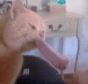 Cats eating ice cream animated gif