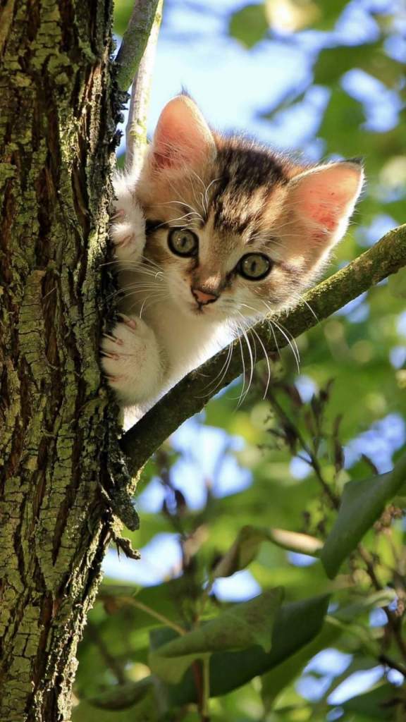 cute kitten in tree mobile wallpaper full hd