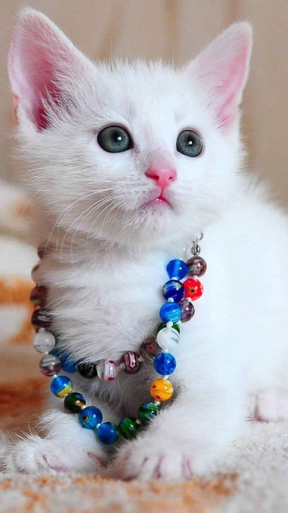 cute white cat mobile wallpaper jewlery hd
