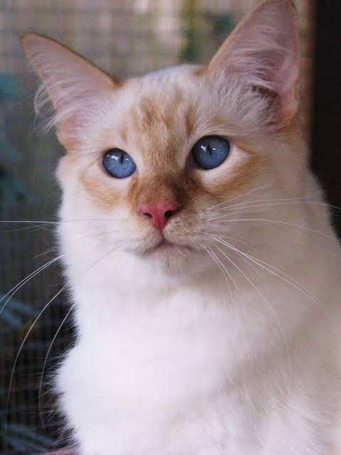 Flame point red point orange siamese cat