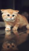 Free cute orange cat mobile wallpaper qhd