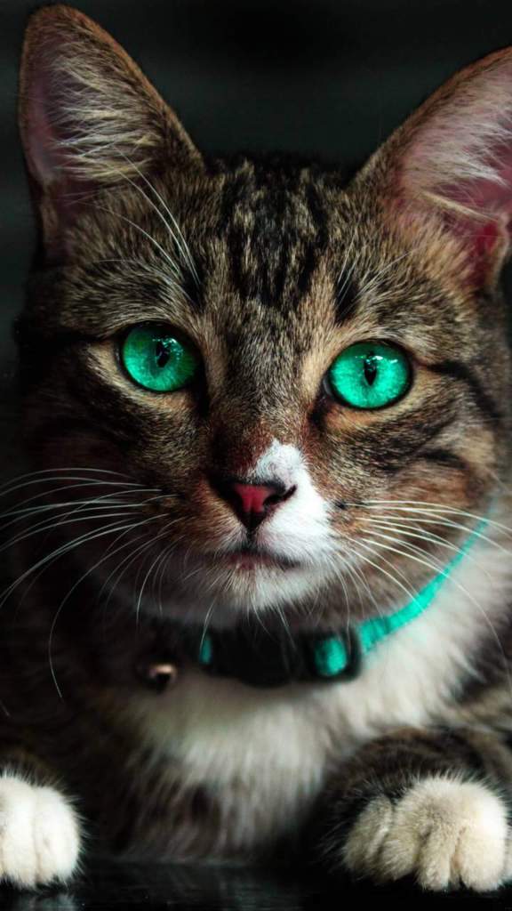 green eyes cat mobile background hd