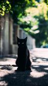 Hd free black cat mobile phone wallpaper 1440x2960