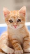 Hd orange kitten 1440x2960 mobile phone wallpaper download