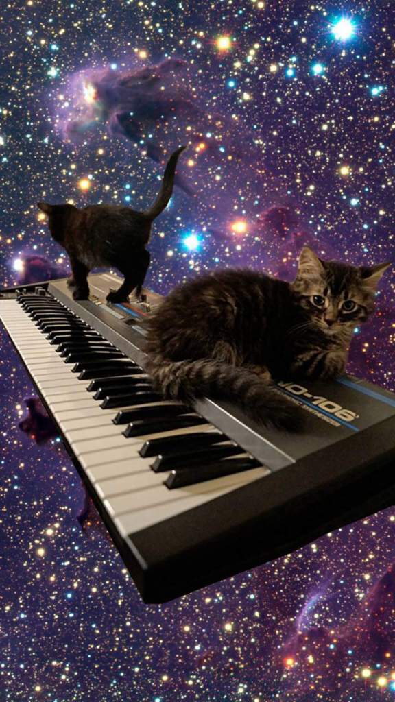 Hd wallpaper for mobile cats space keyboard