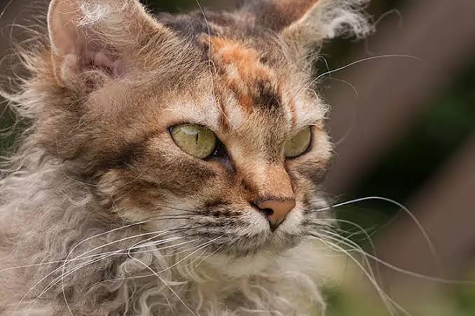 Laperm cat photo breed