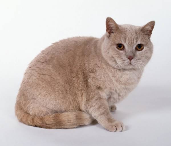 Beautiful light brown very short hair european cat