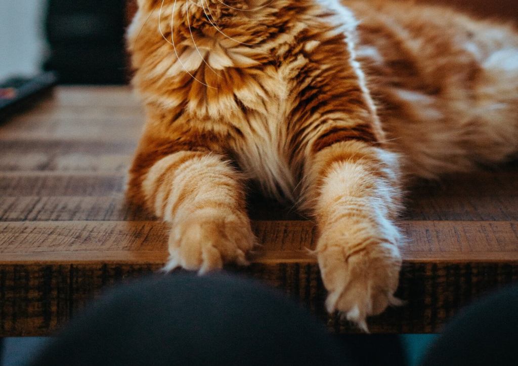 Maine coon paws picrure