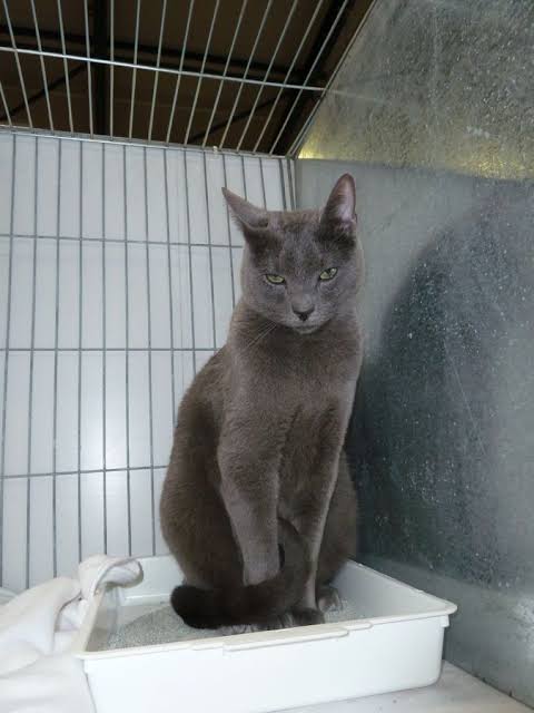 Maltese cat at a shelter gray pic