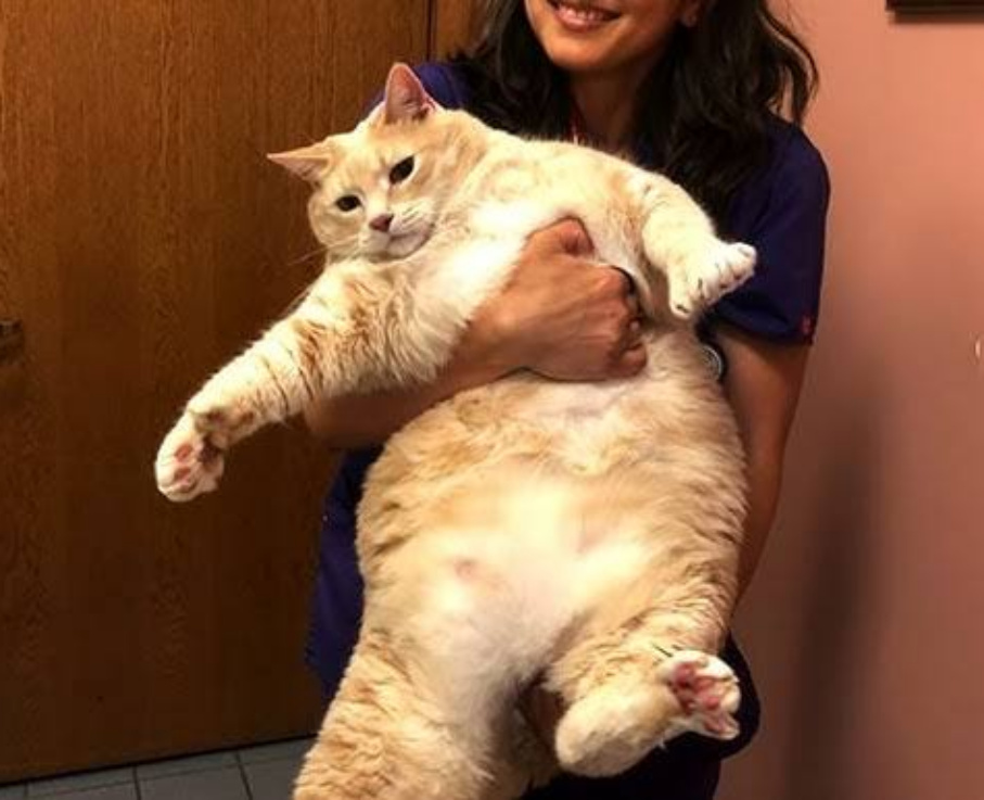 Meow the worlds fattest cat