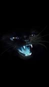 Qhd angry black cat blue tongue mobile wallpapers