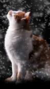 Qhd cute ginger white cat free mobile phone wallpapers 1440x2960