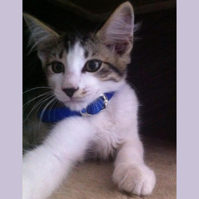 Siamese cross maine coon half