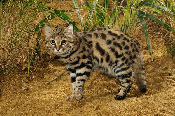 The black footed cat aka the small spotted cat