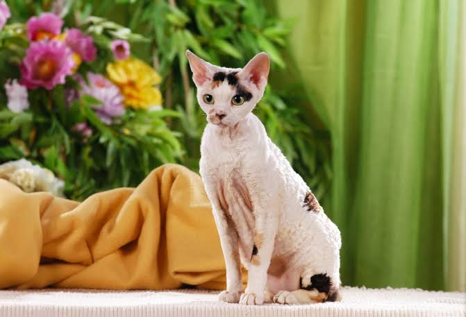 The cornish rex cat photo