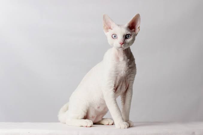 The devon rex cat photo