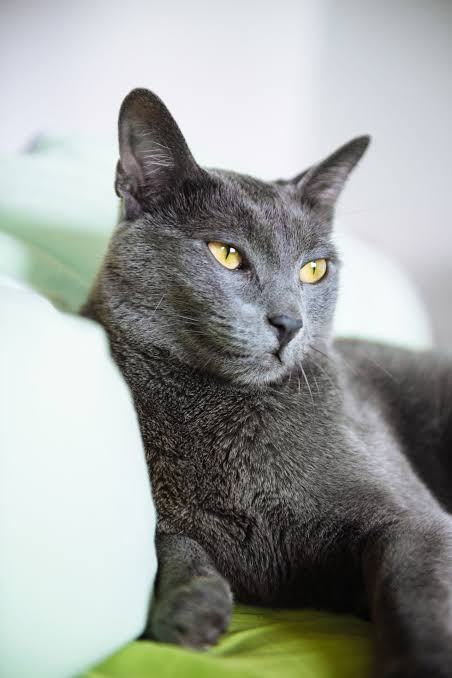 The matlese cat breed gray photo