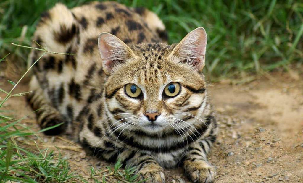The small spotted cat aka the black footed cat